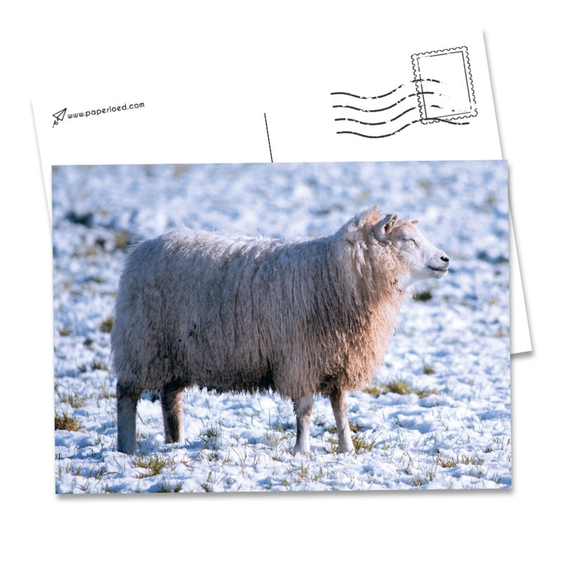 Wenskaart Schaap